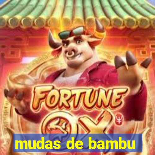 mudas de bambu